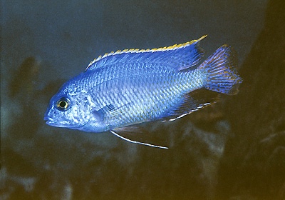 Protomelas taeniolatus 'Gome Rock'